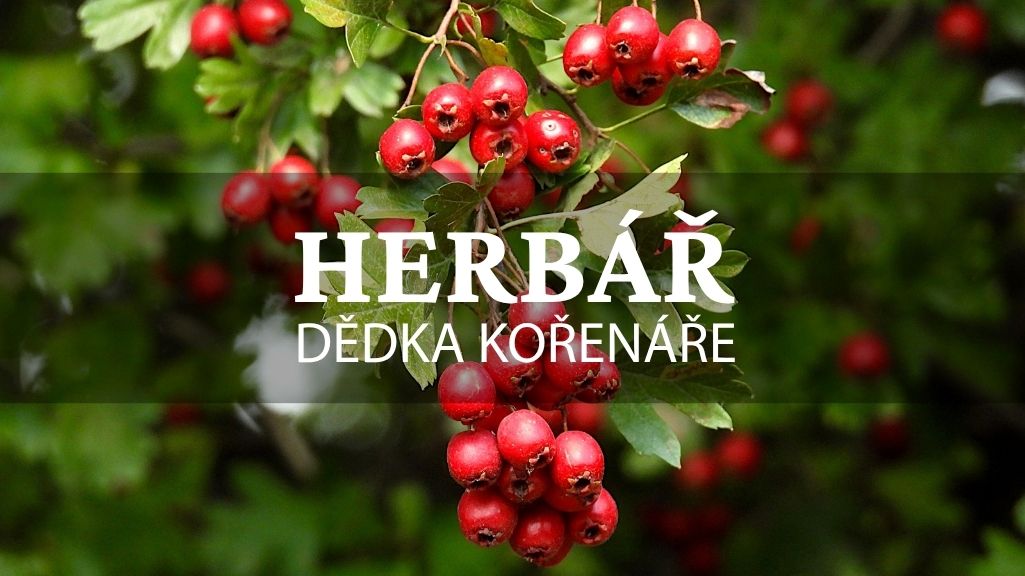 Herbář_hloh2